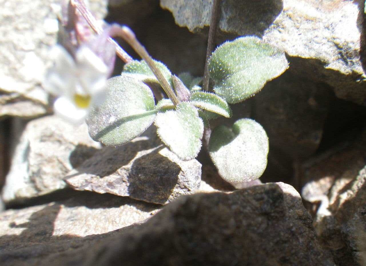 Viola 11