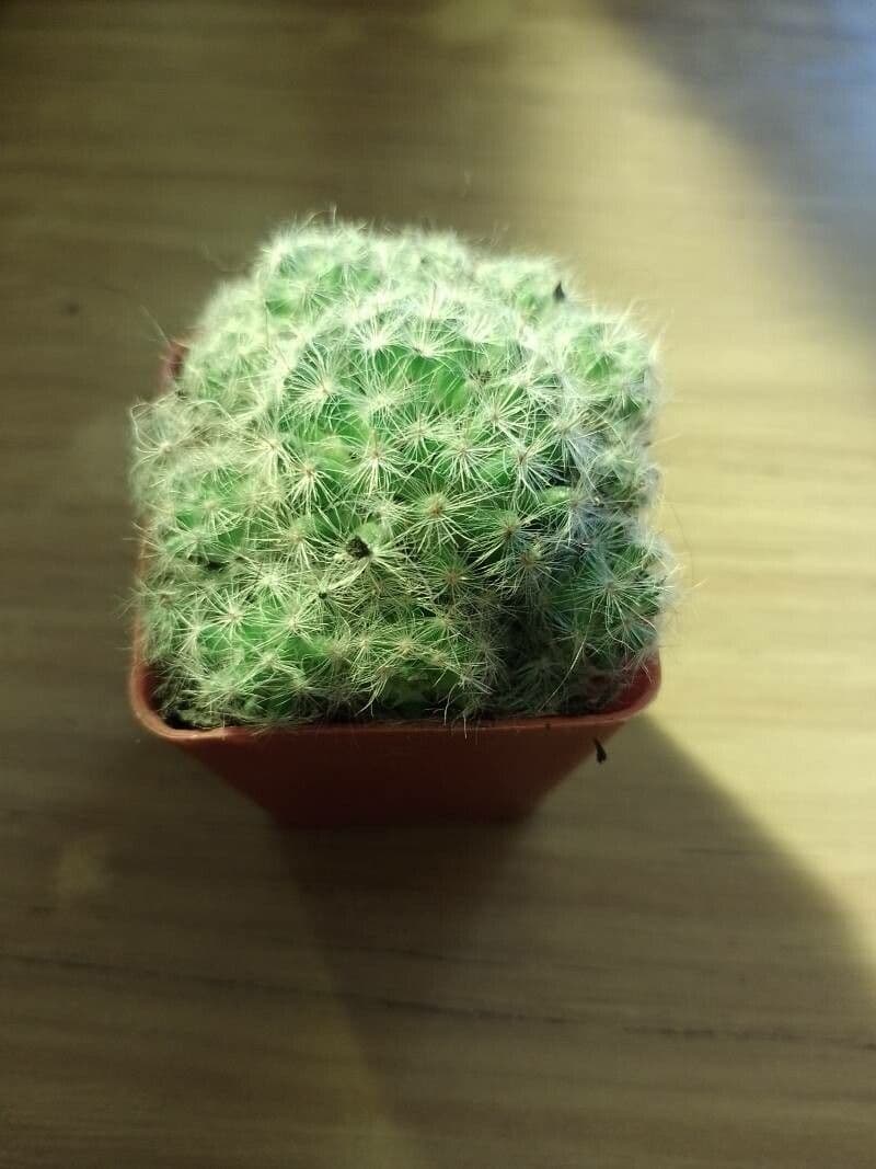 Cactus 5