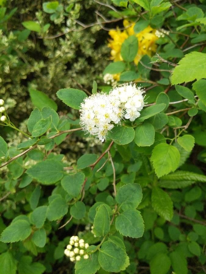 Spiraea ulmifolia 24