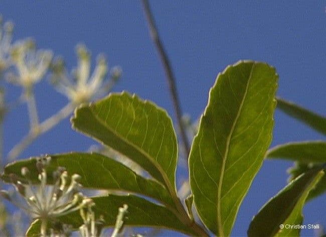 Myodocarpus