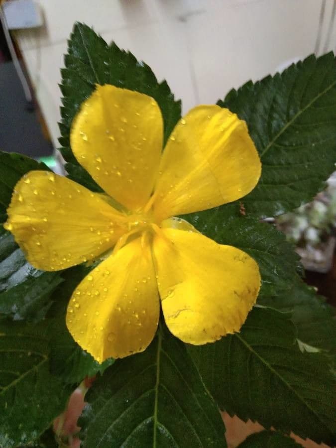 Turnera diffusa 15