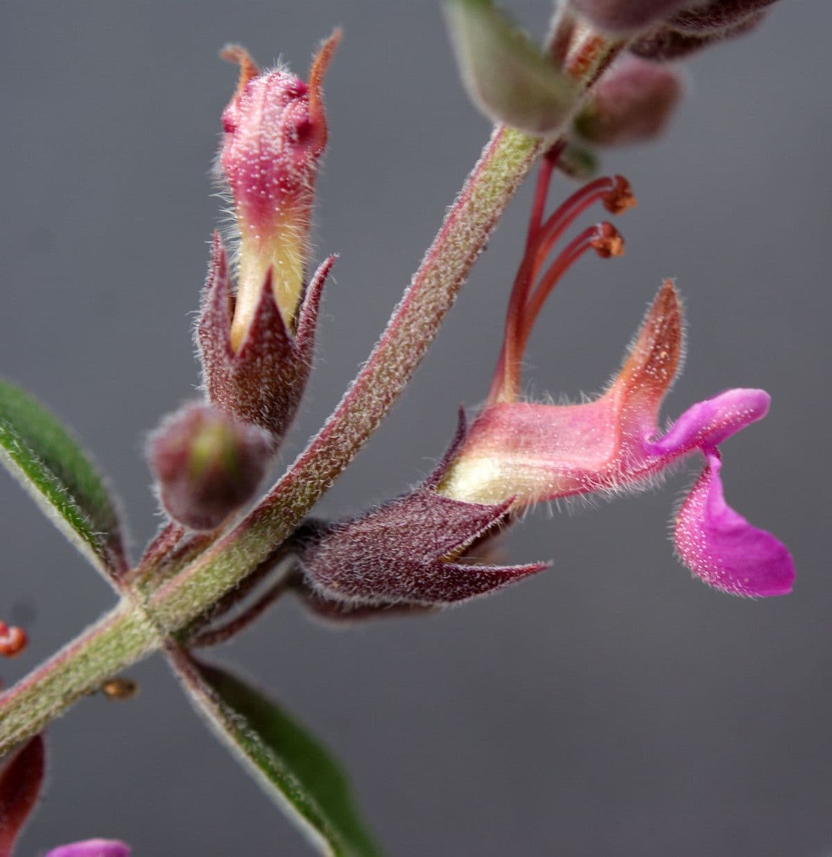 Teucrium 2