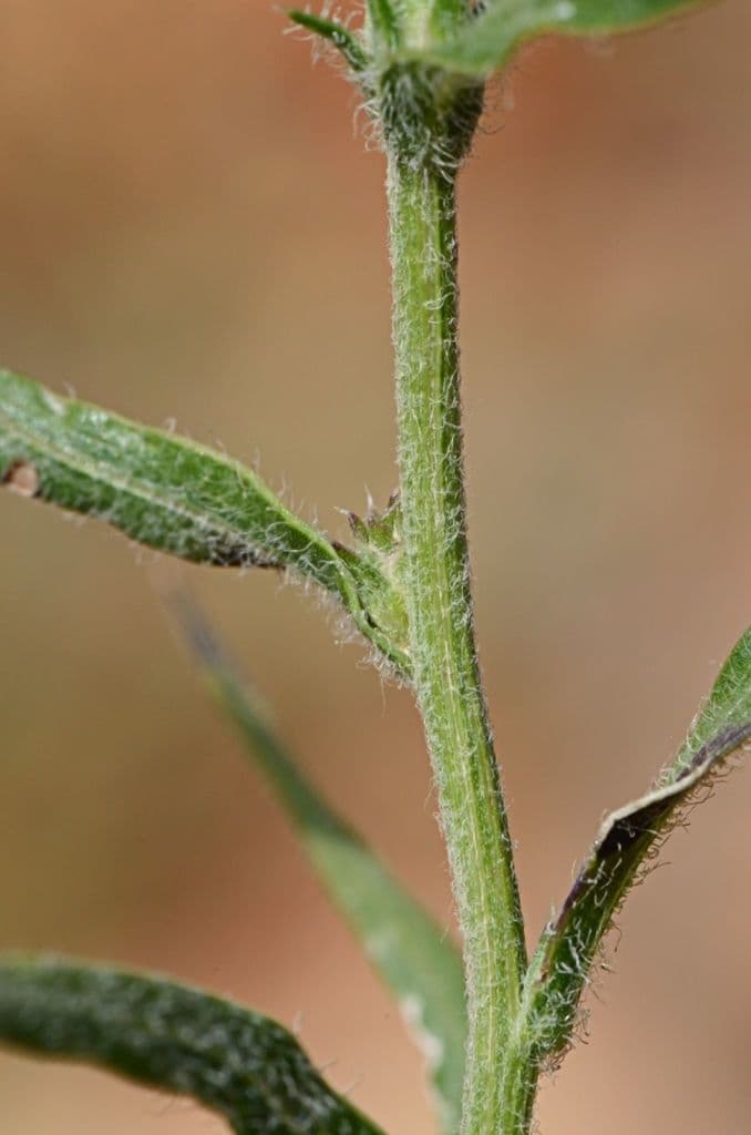 Liatris 20