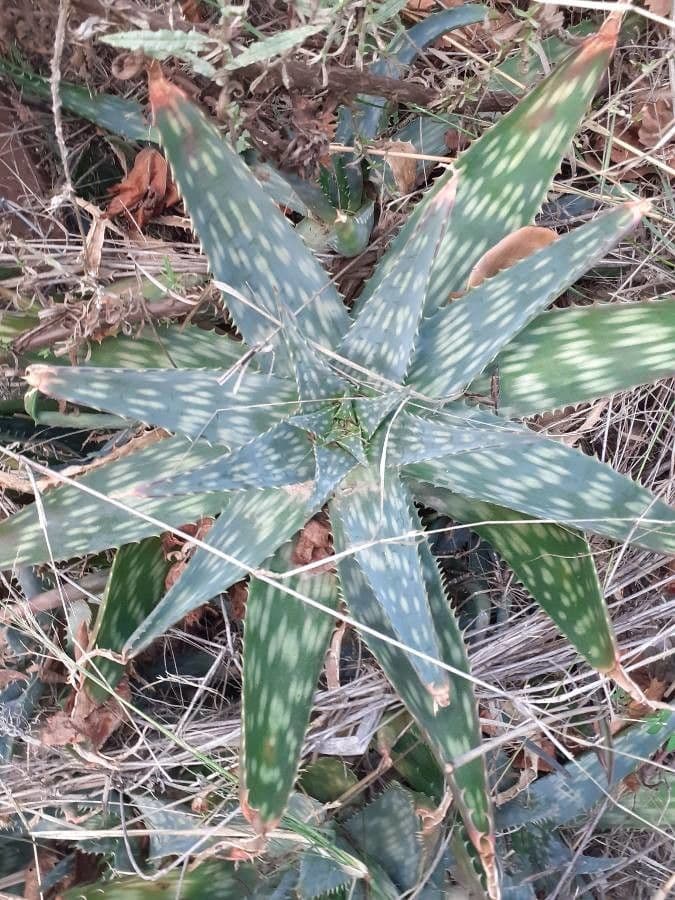 Aloe di Greathead 7