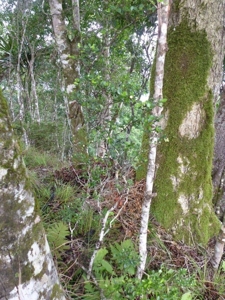 Psicotria