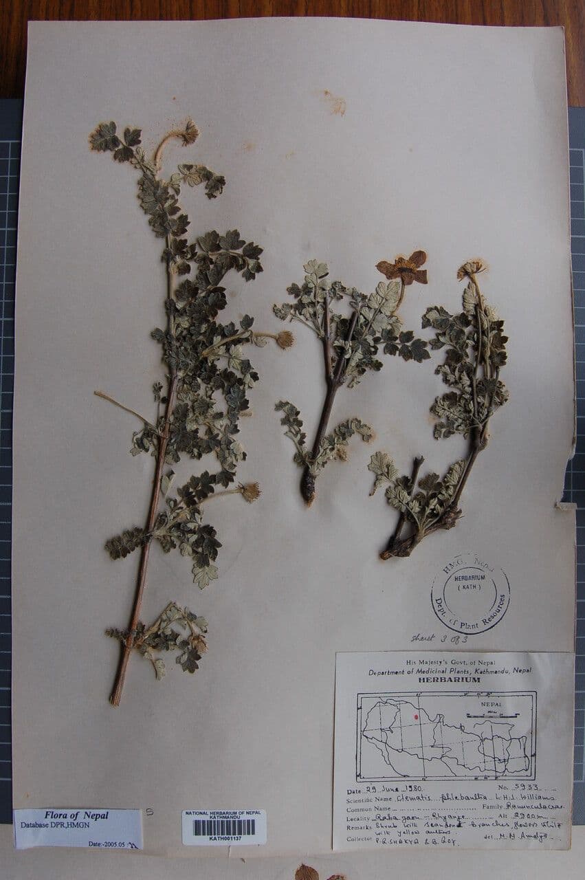 Clematis 10