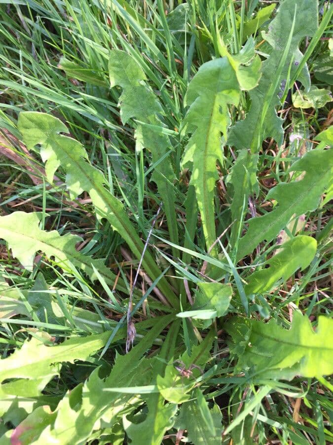 Orange-flowered dandelion