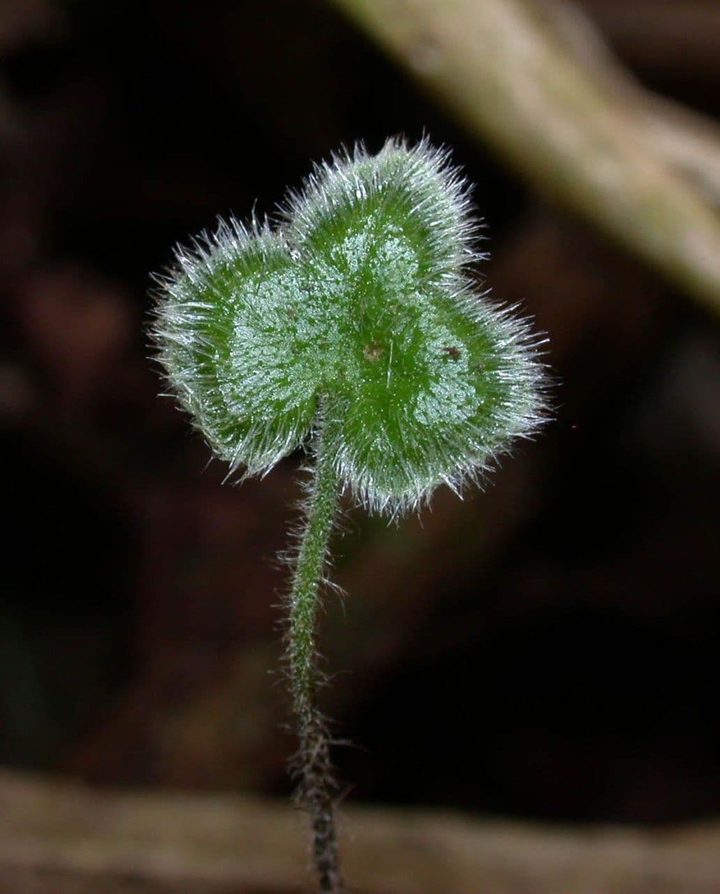 Hemionitis