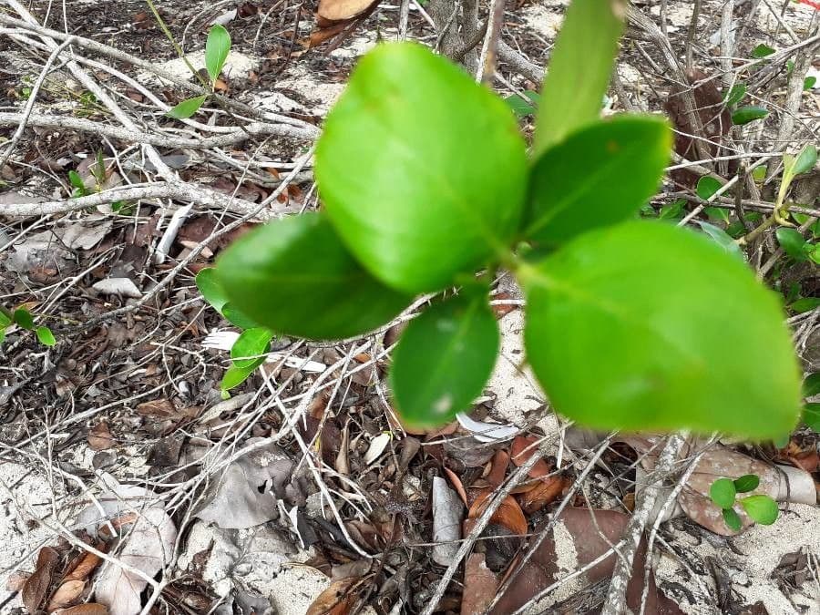 Randia Aculeata 17