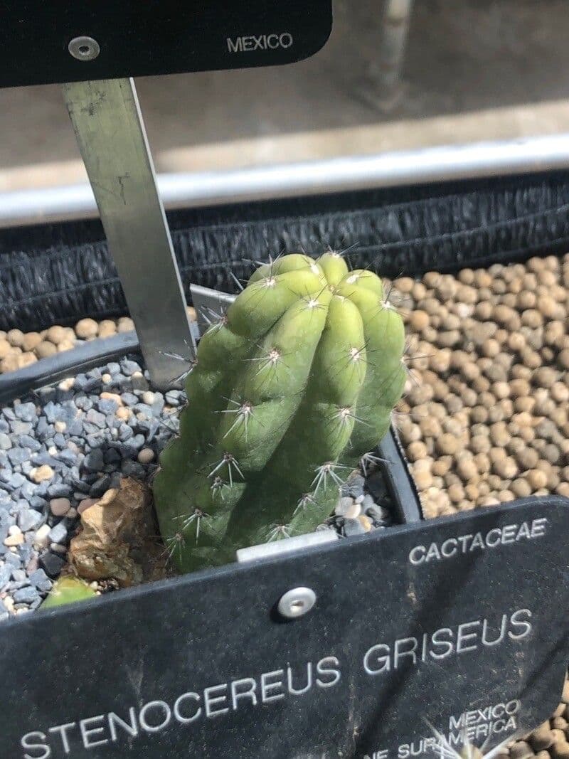 Stenocereus 7