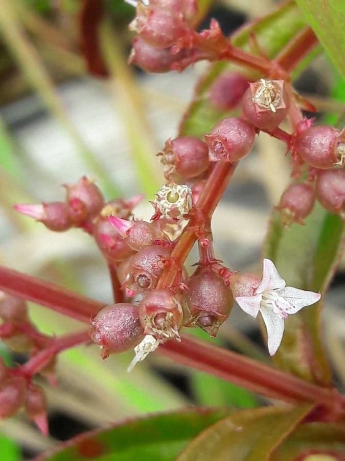 Aciotis purpurascens 11