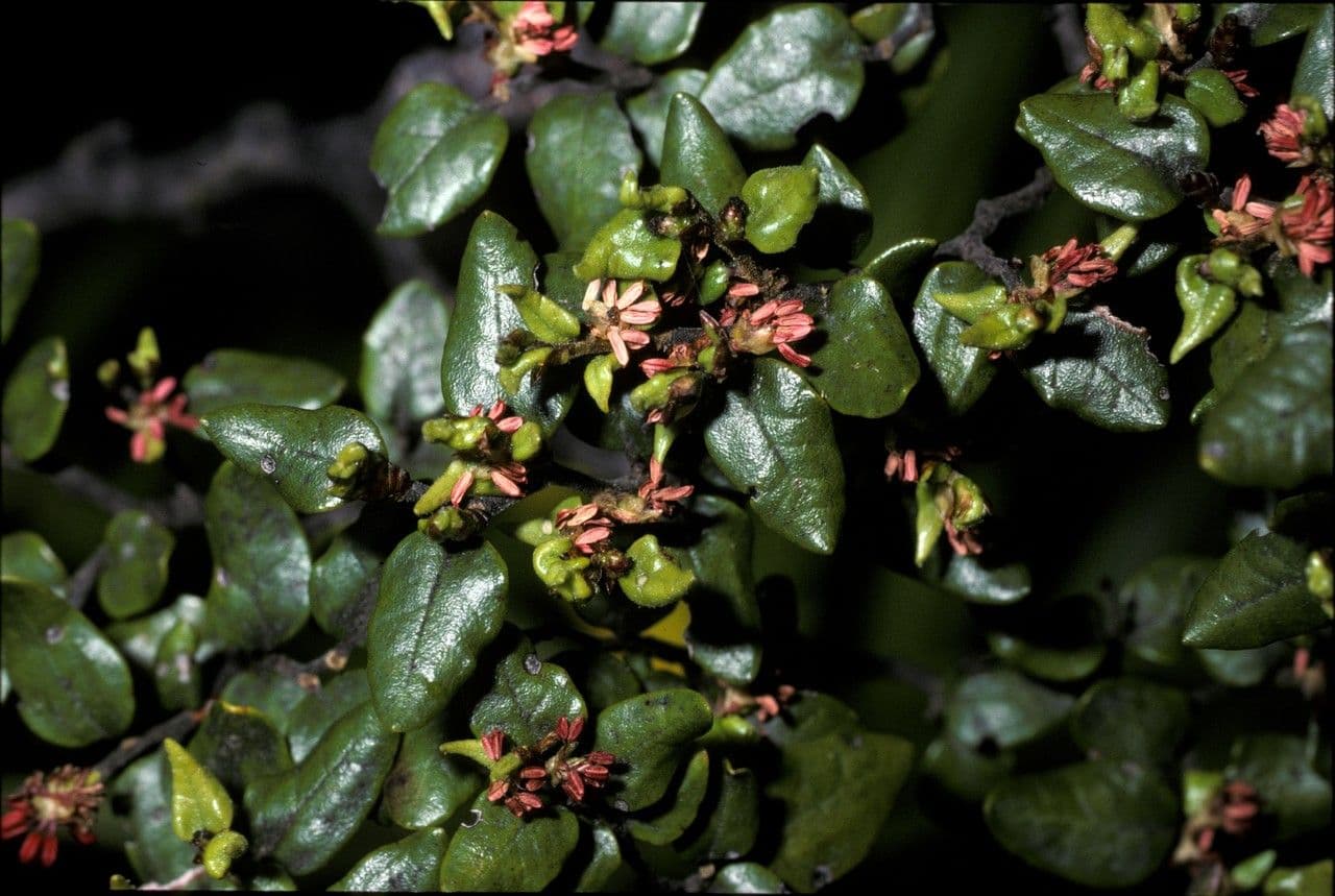 Nothofagus 2