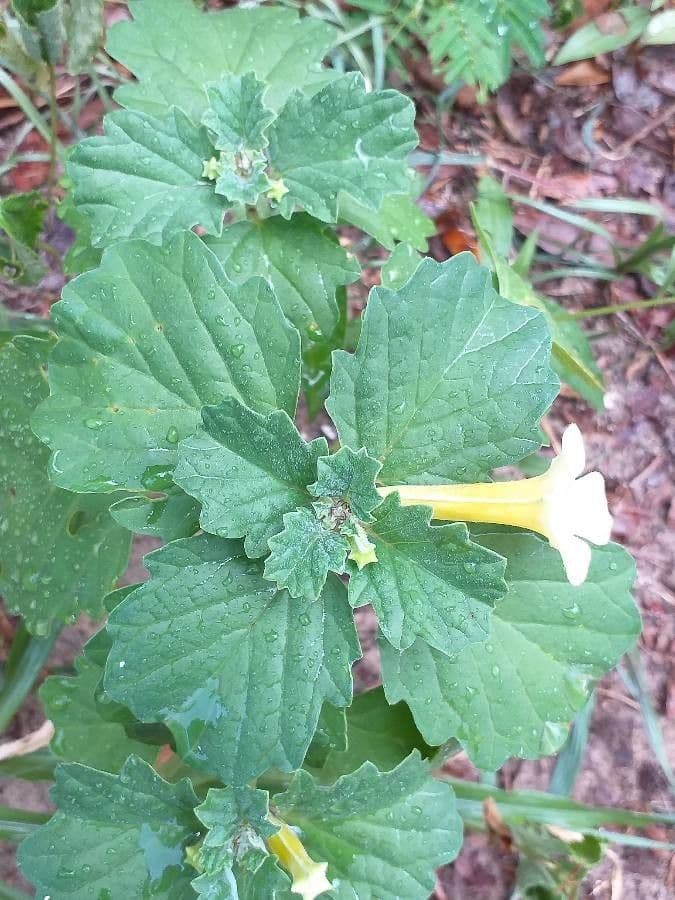 Pedalium murex 8