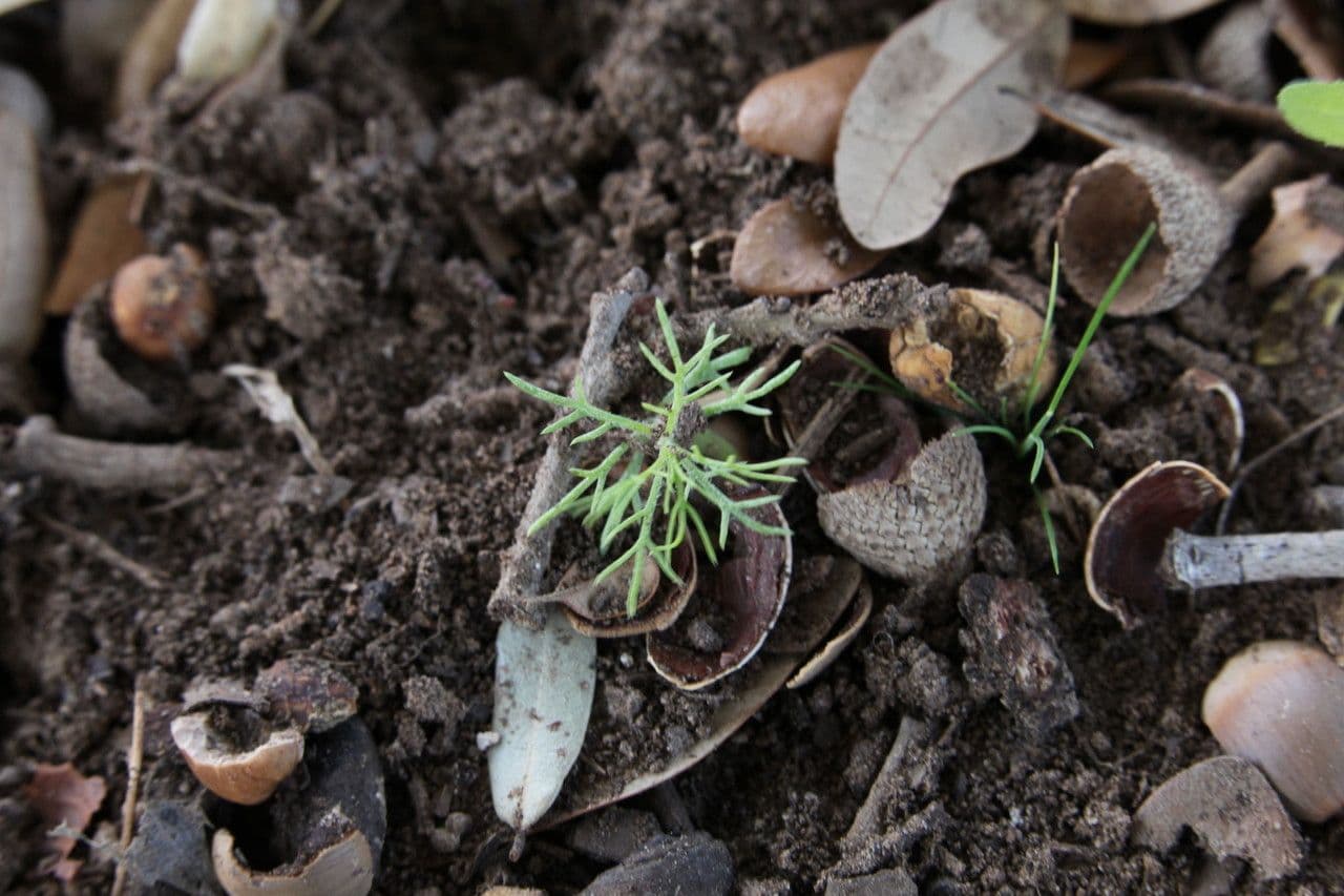Ipomopsis rossa