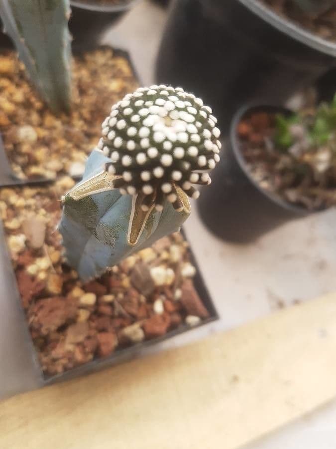Beilhiebkaktus 5