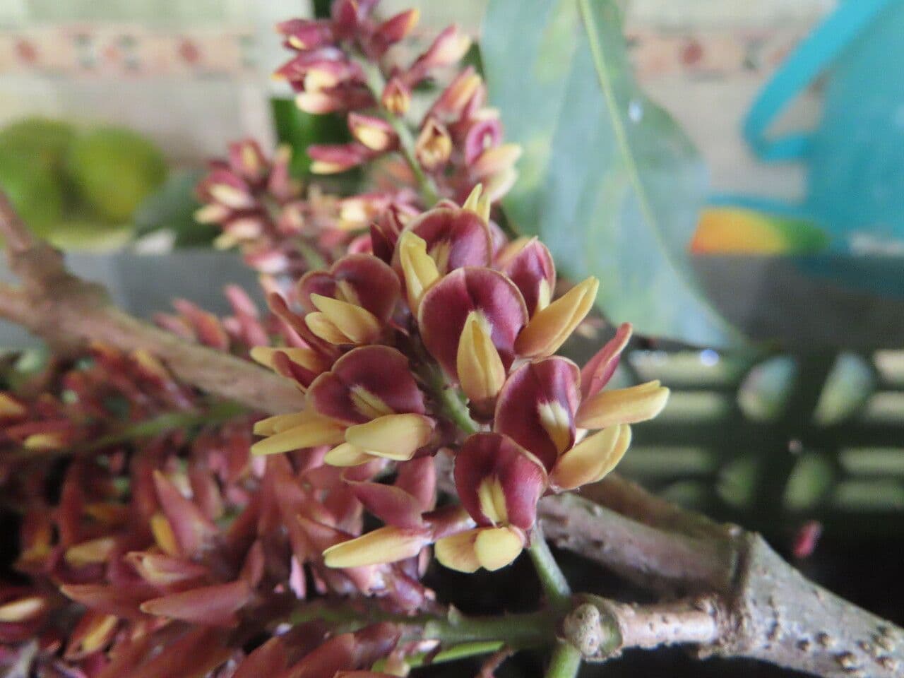 Platymiscium 2
