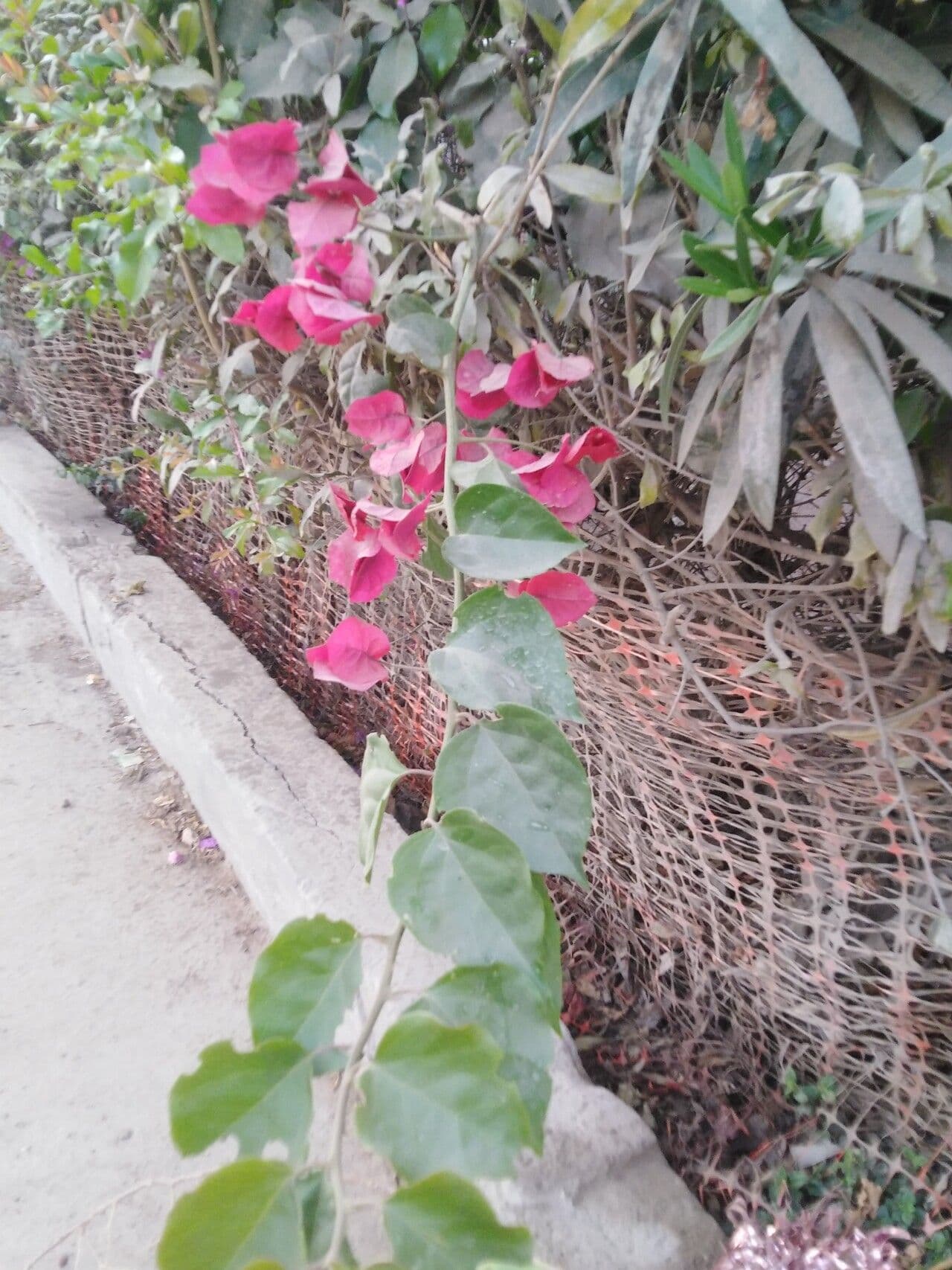 Bougainvillea 8