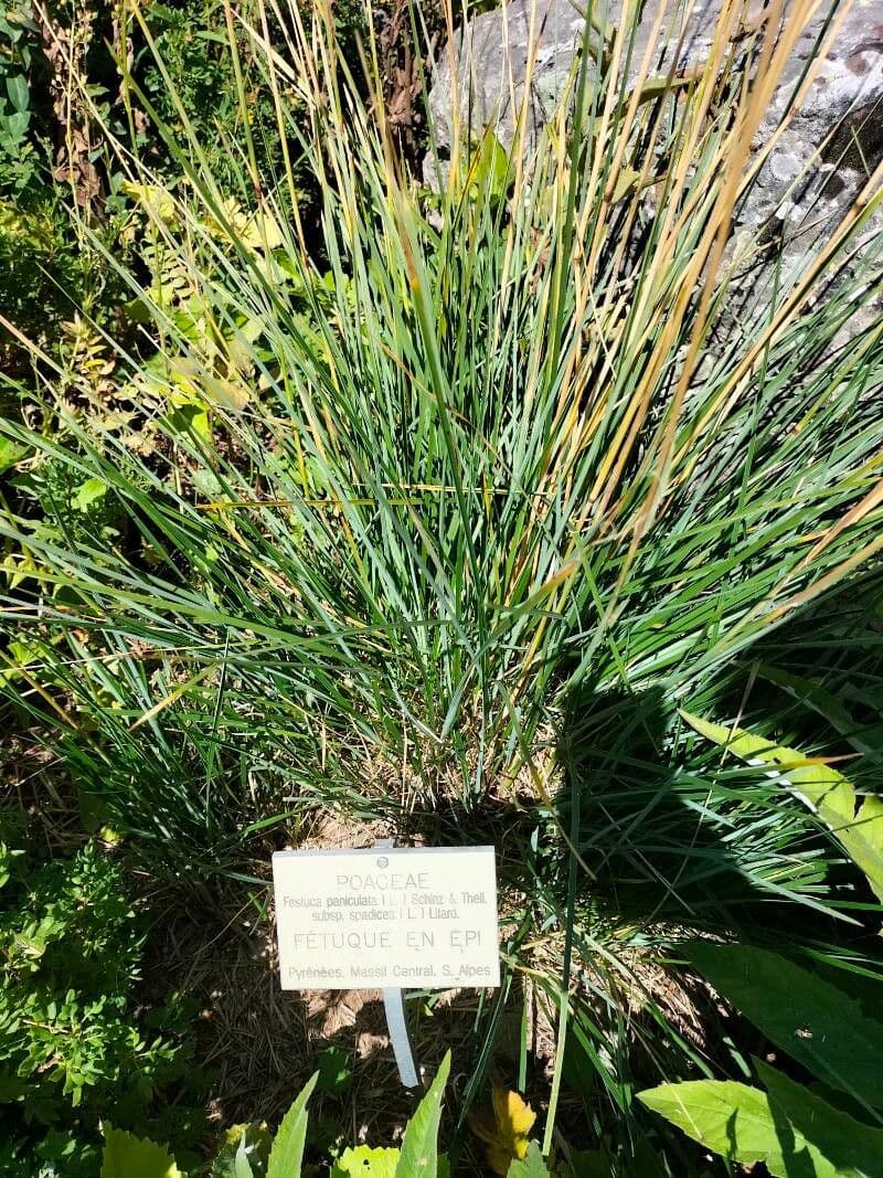 Fétuque paniculée 4