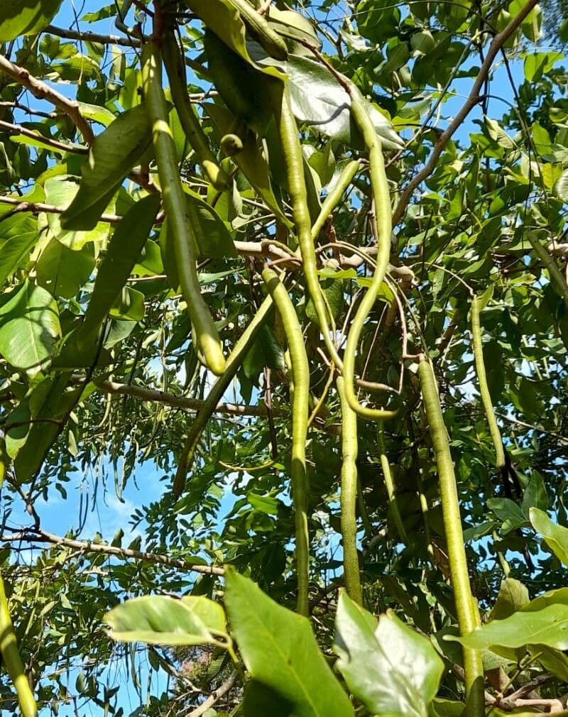 Cassia 3