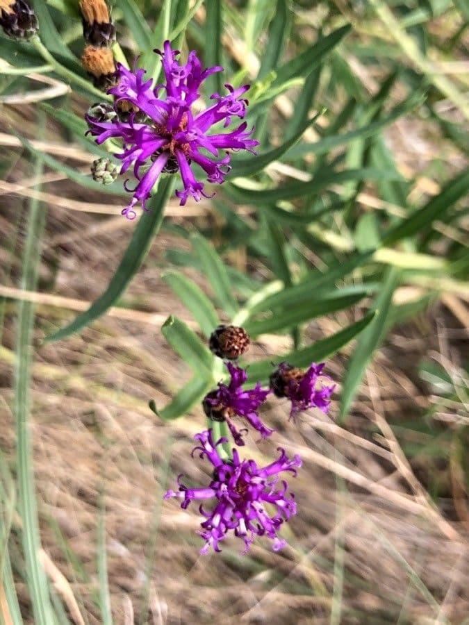 Vernonia 2