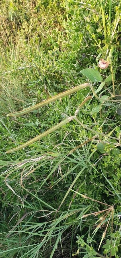 Vigna vexillata 3
