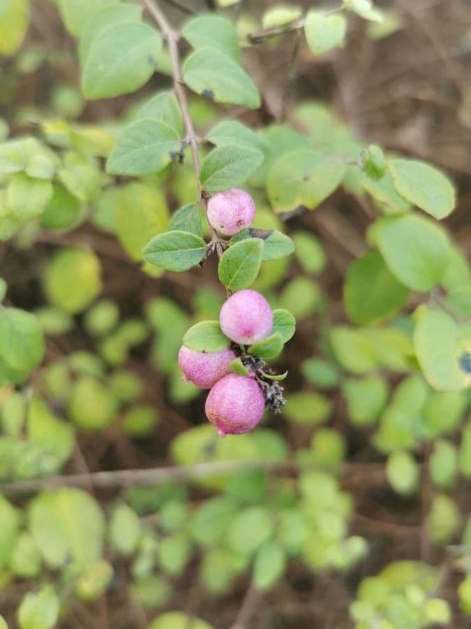 Sinfricarpo orbicolare 6