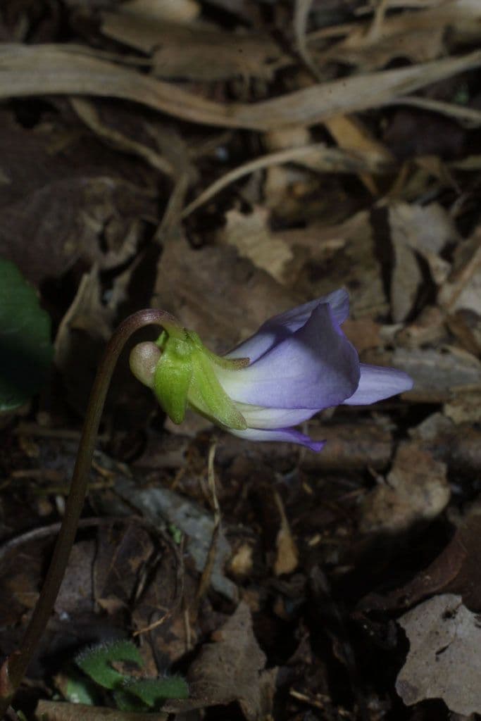 Viola