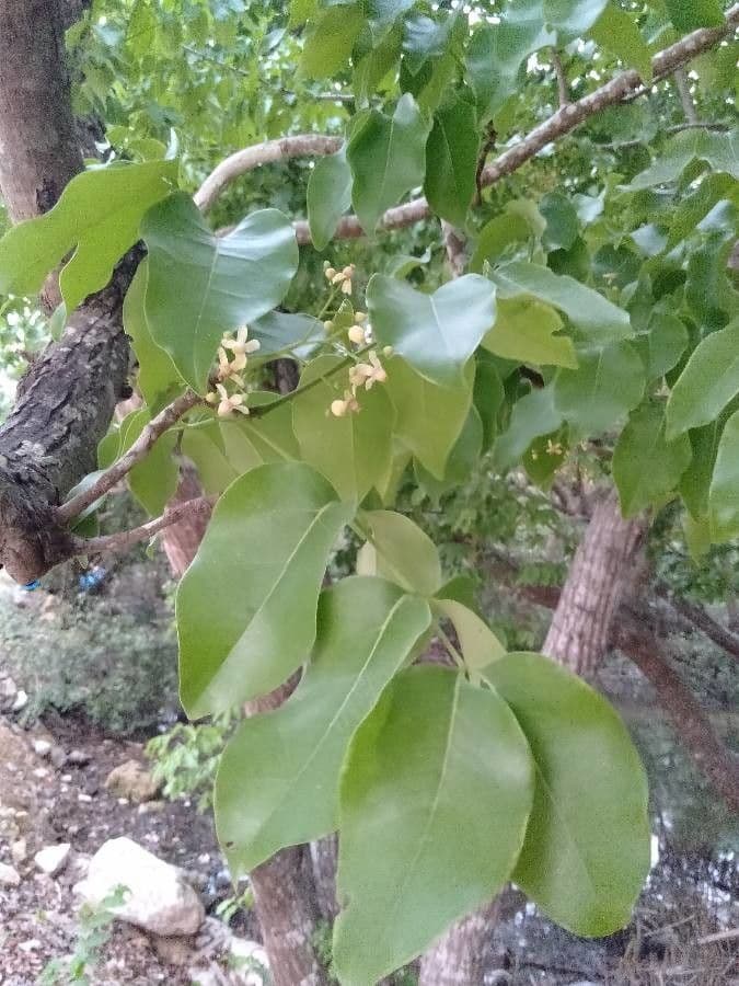 Chionanthus 3