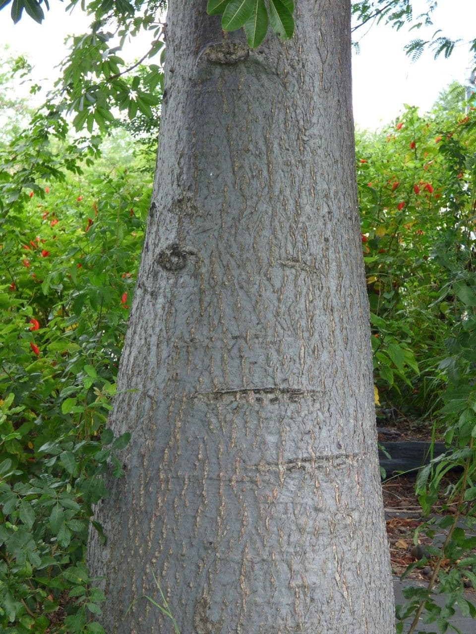 Baobab 17