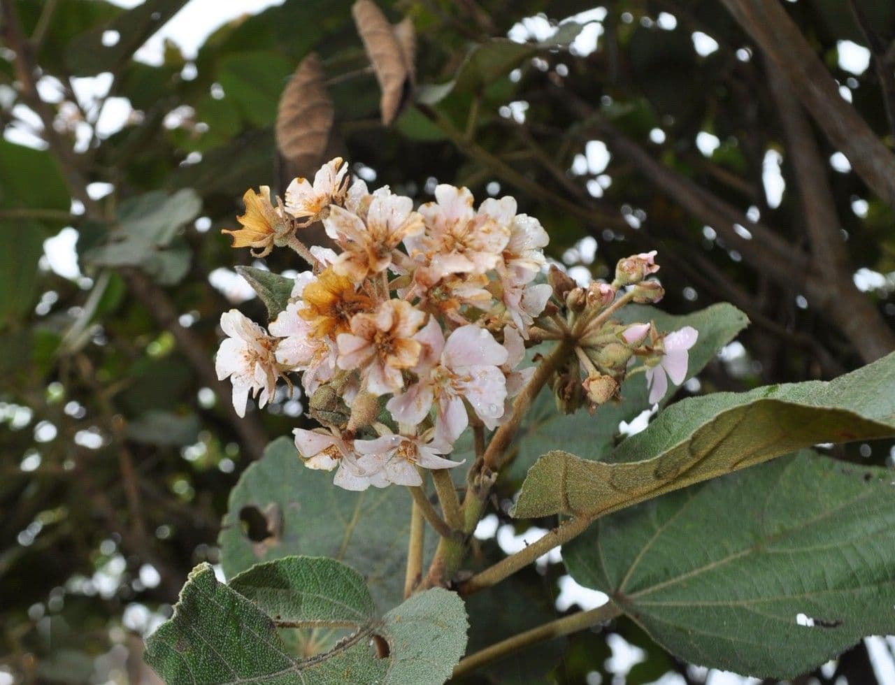 Feigenblättrige Dombeya 3
