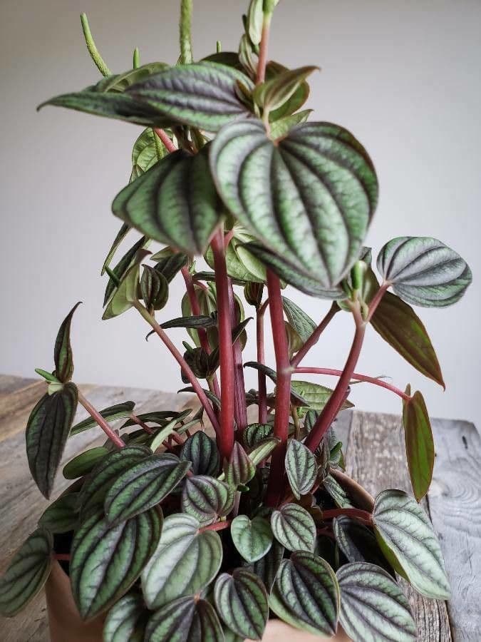 Peperomia a strisce bianche 10