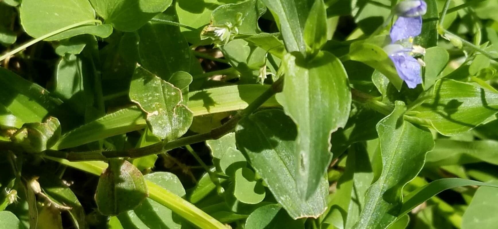 Erba antiscorbuto blu 3