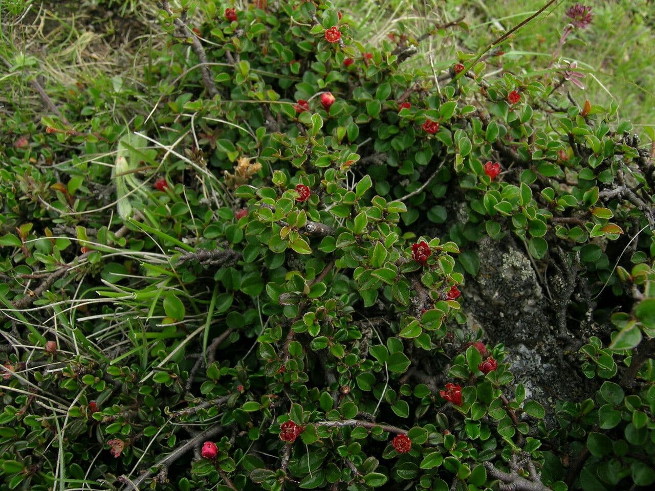 Cotoneaster 4