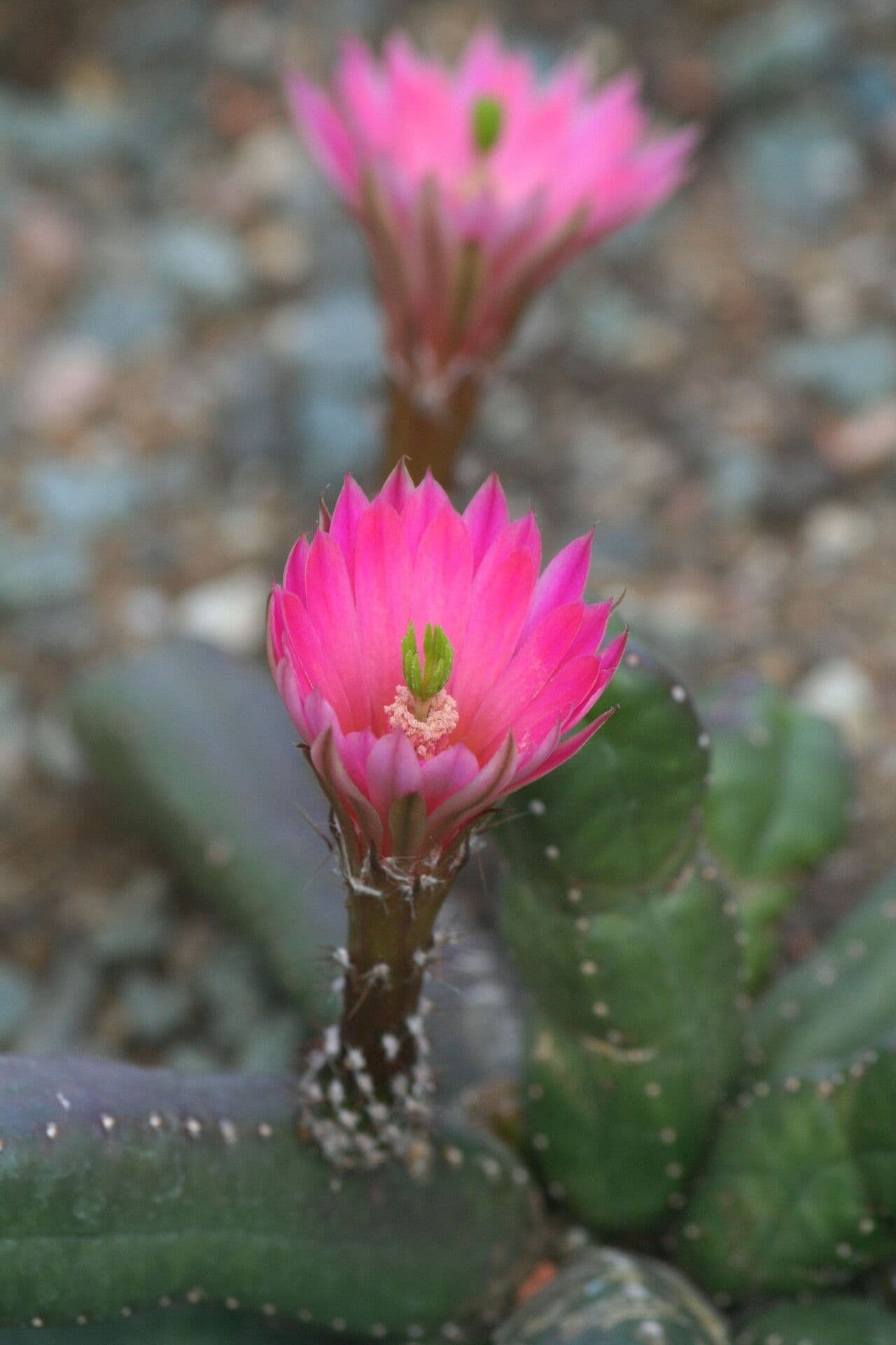 Cactus 2