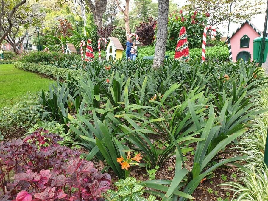 Clivia 29
