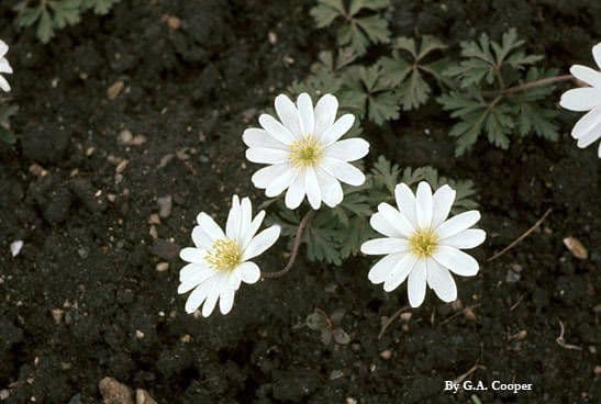Anemone 5