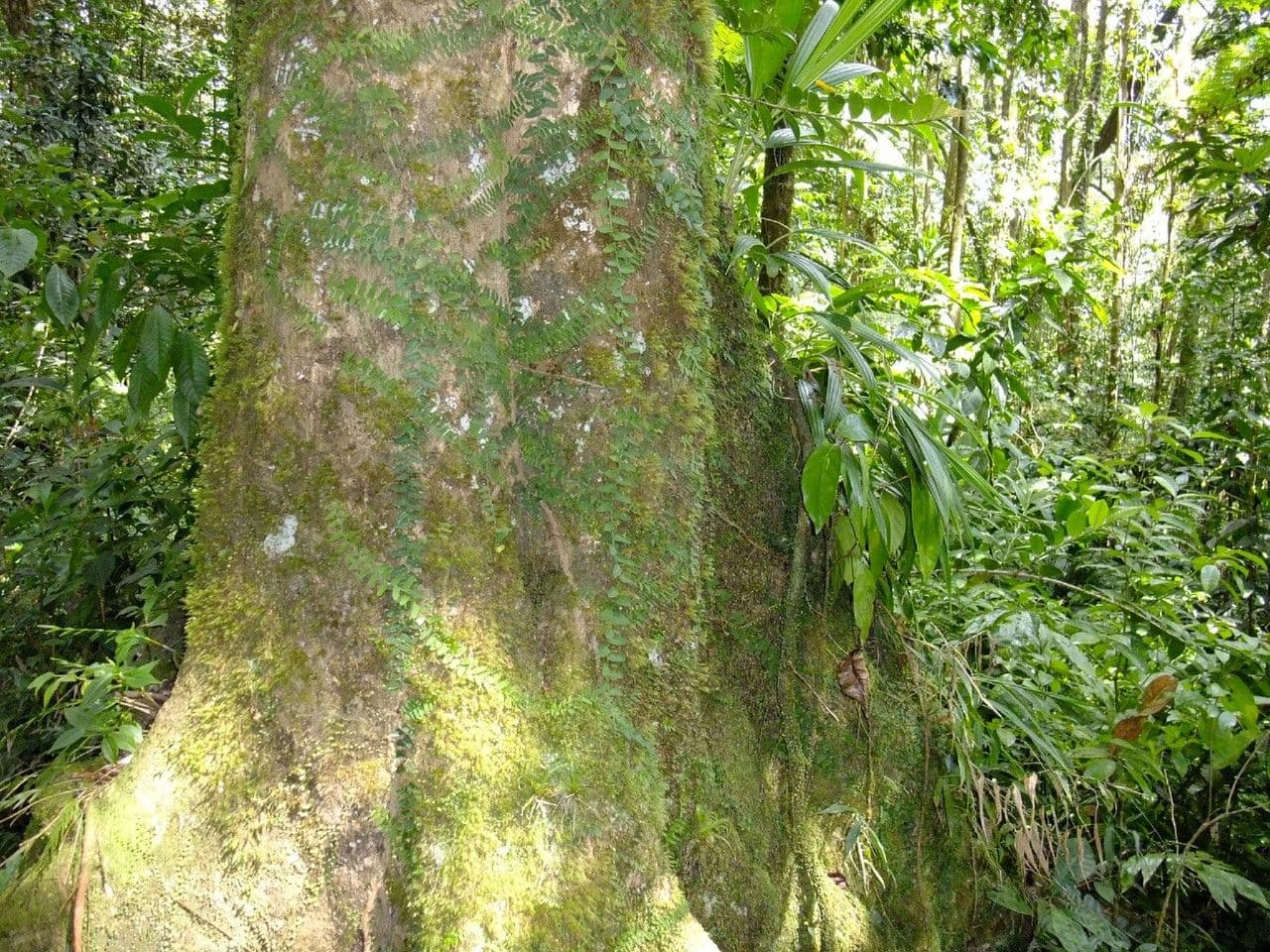 Magnolia 5