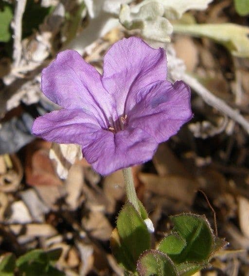 Petunia selvatica di Parry