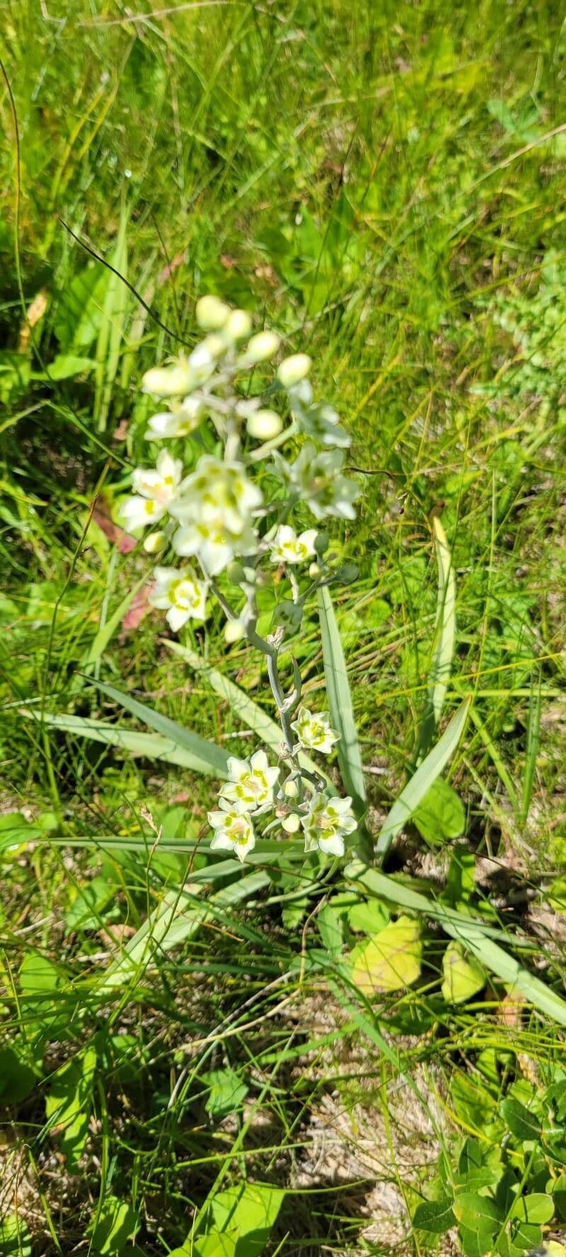 Anticlea elegante