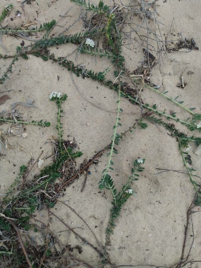 Euploca polyphylla 6