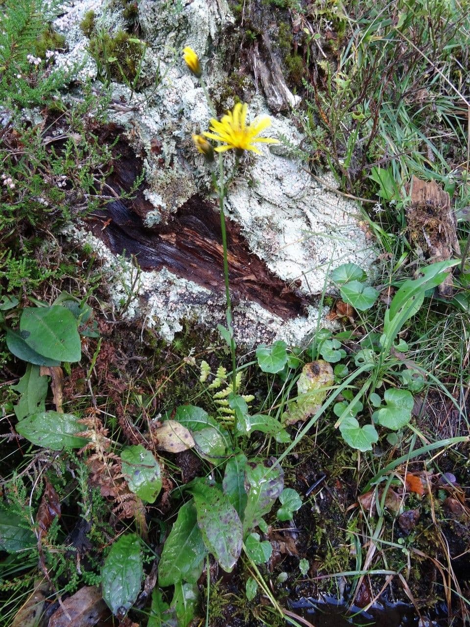Gänsblume 10
