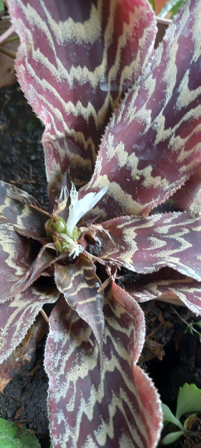 Cryptanthus