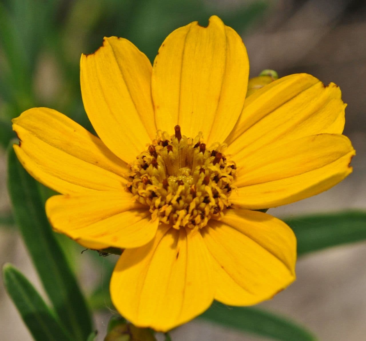 Coreopsis palmata 2