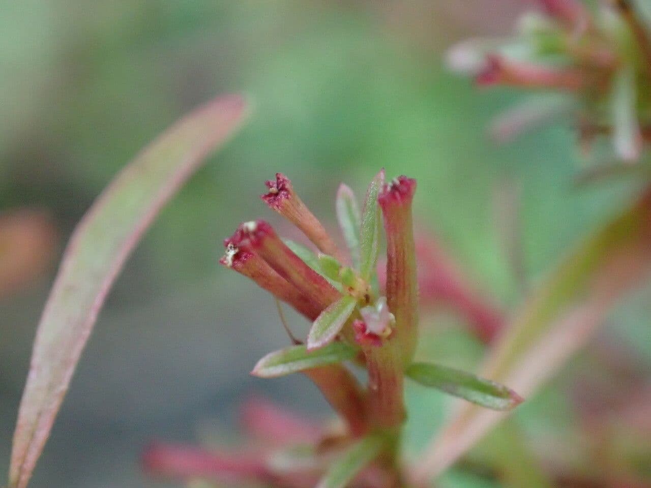 Dreispaltiger Weiderich 2