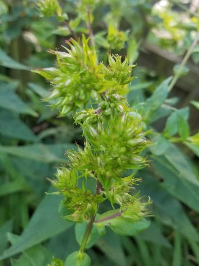 Gefleckte Phlox 22