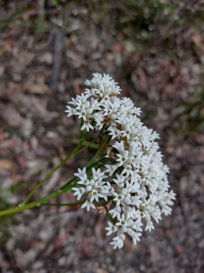 Conospermum de hoja larga 4
