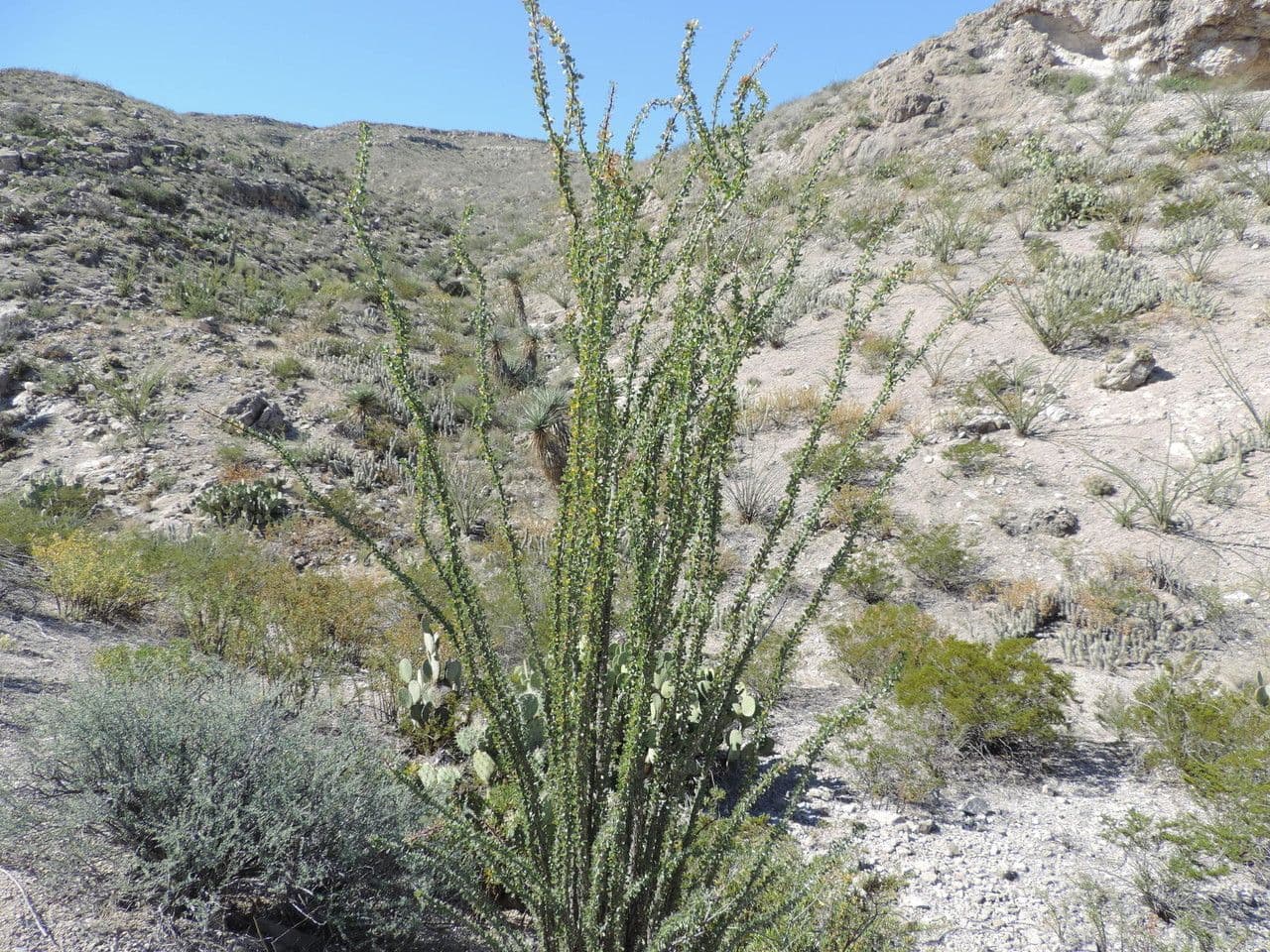 Ocotillo 14