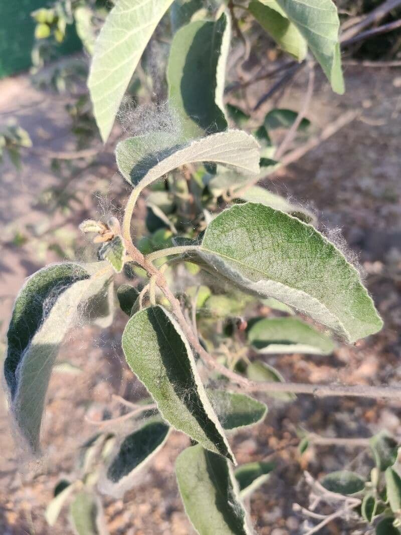 Anacahuita 9