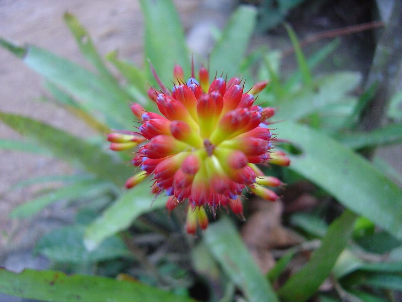 Aechmea 4