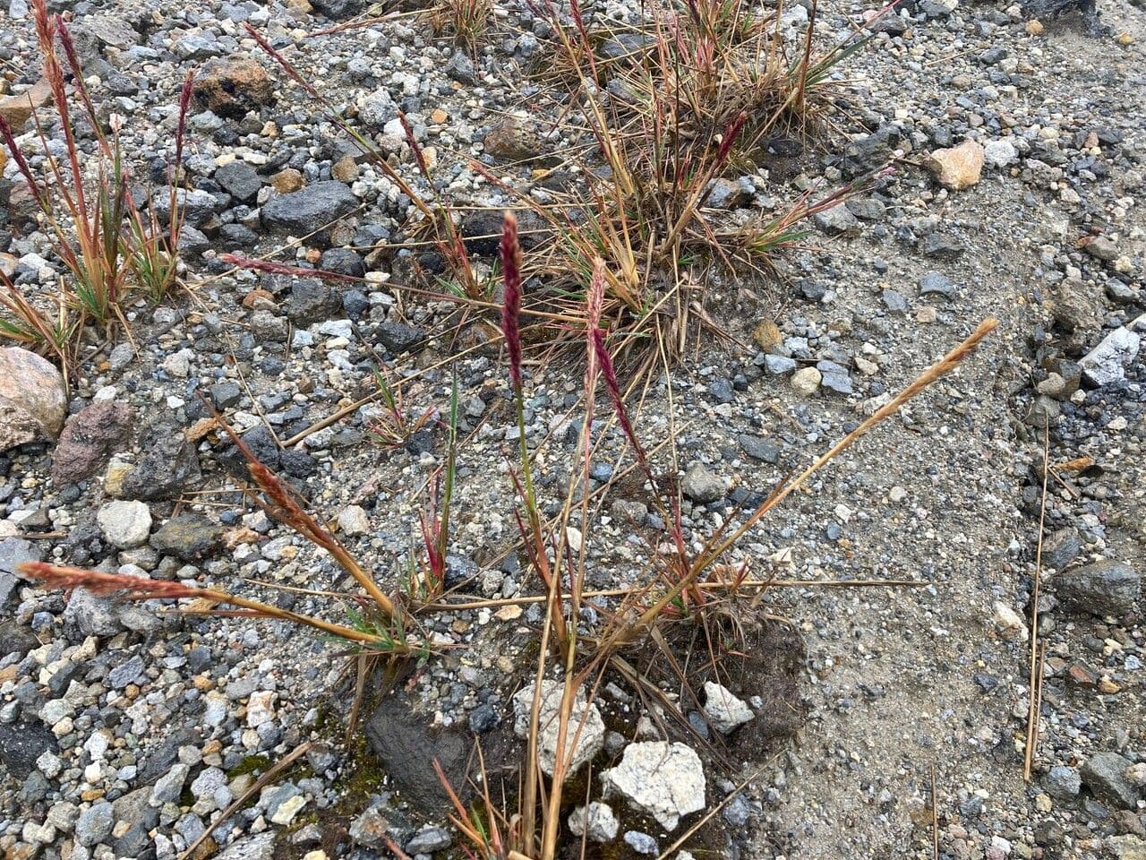 Rosa 10